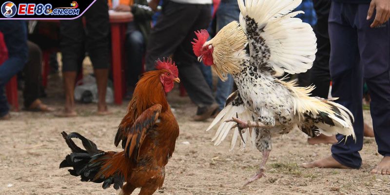 Quản lý tài chính khi tham gia chơi đấu trường Thomo